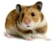 Những loại chuột hamster giá rẻ được nhiều người lựa chọn