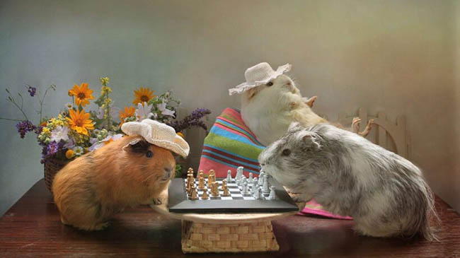 Những thói quen của chuột hamster dễ thương