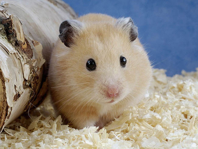 Tiêu chí để lựa chọn lót chuồng cho chuột hamster